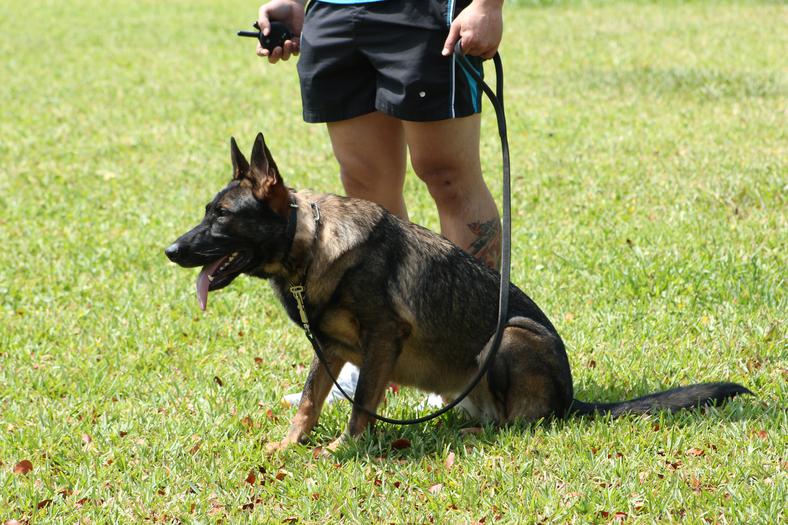 Trained Guard Dogs for sale, Personal Protection dogs for sale, Family